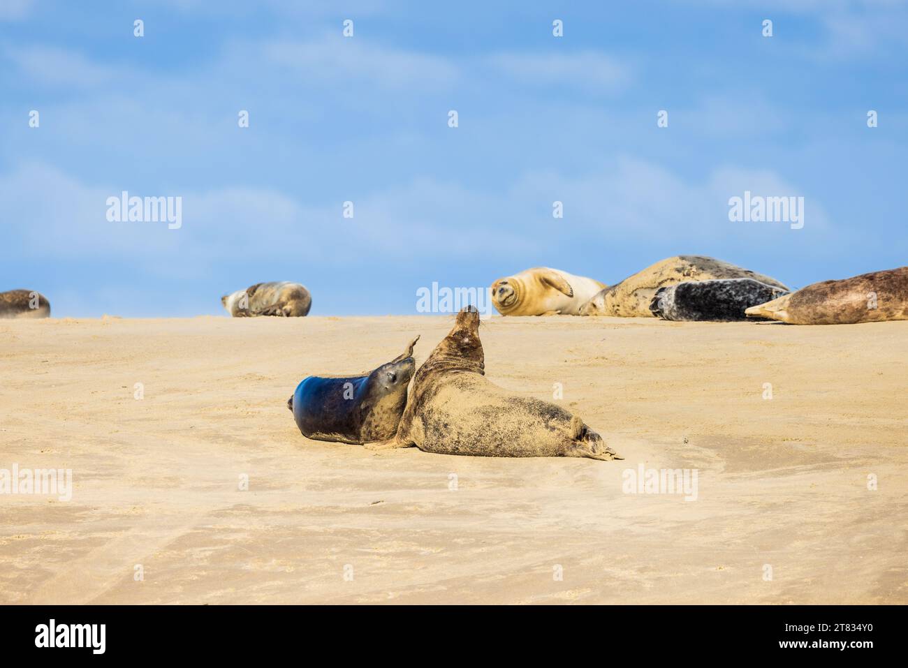 Phoques gris sur un banc de Sable, Francia, Côte d'opale, hiver Foto Stock