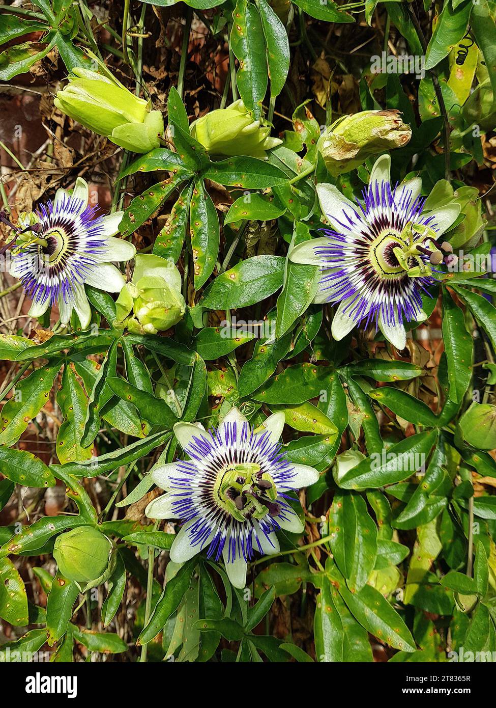 Primo piano dei fiori di frutto della passione in piena fioritura. Foto Stock