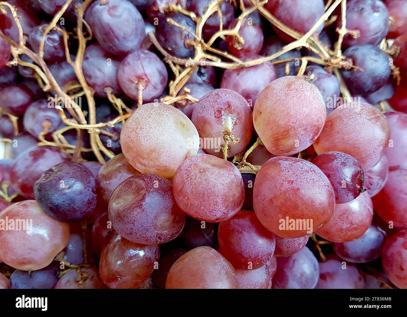 Primo piano di un'esposizione di uve mature. Foto Stock