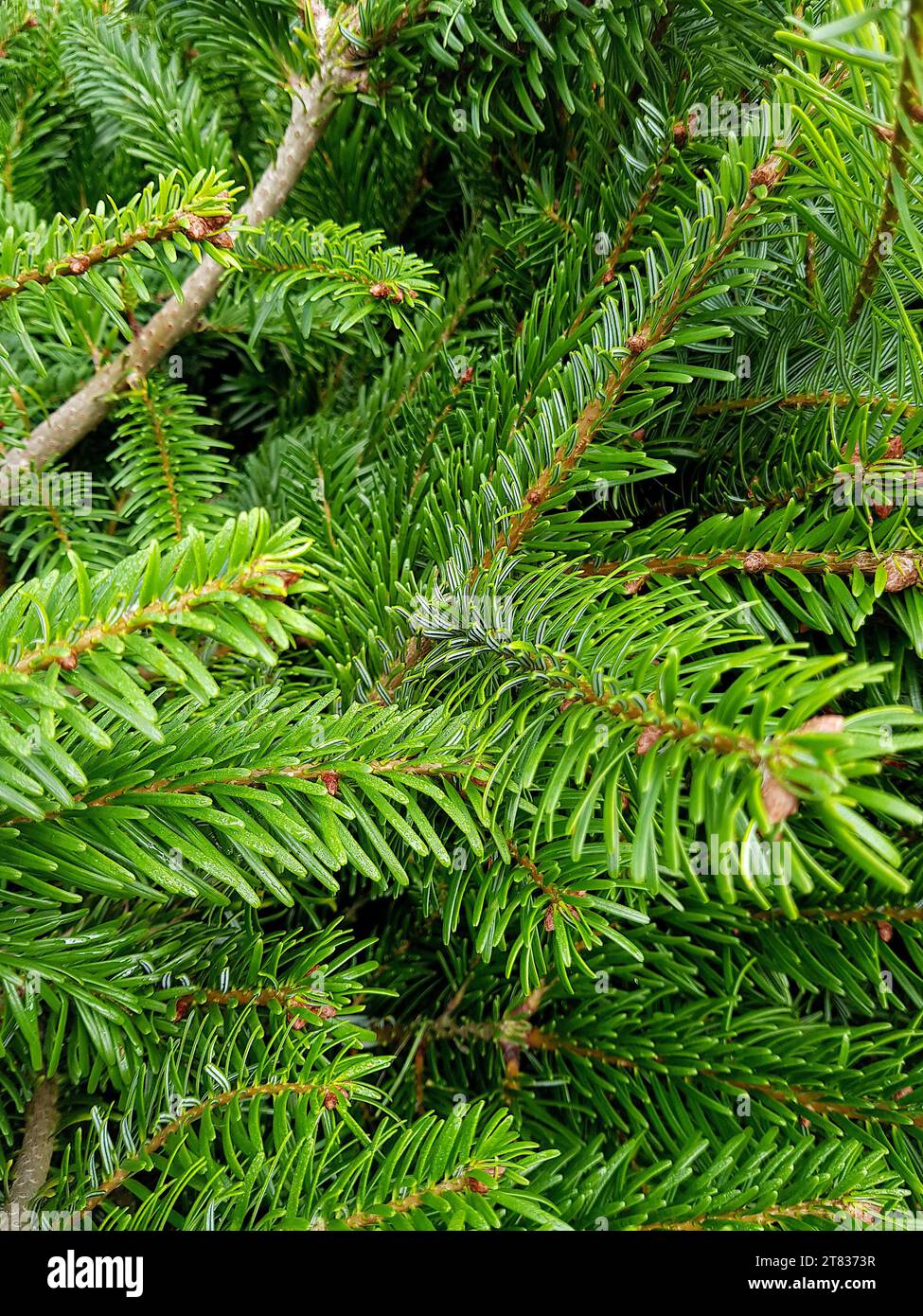 Primo piano dei rami dell'albero di Natale. Foto Stock