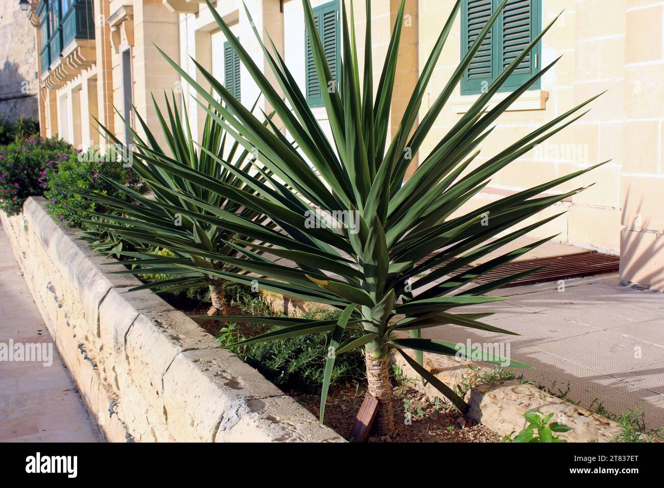 Yucca gigantea un arbusto con più sparatorie Foto Stock