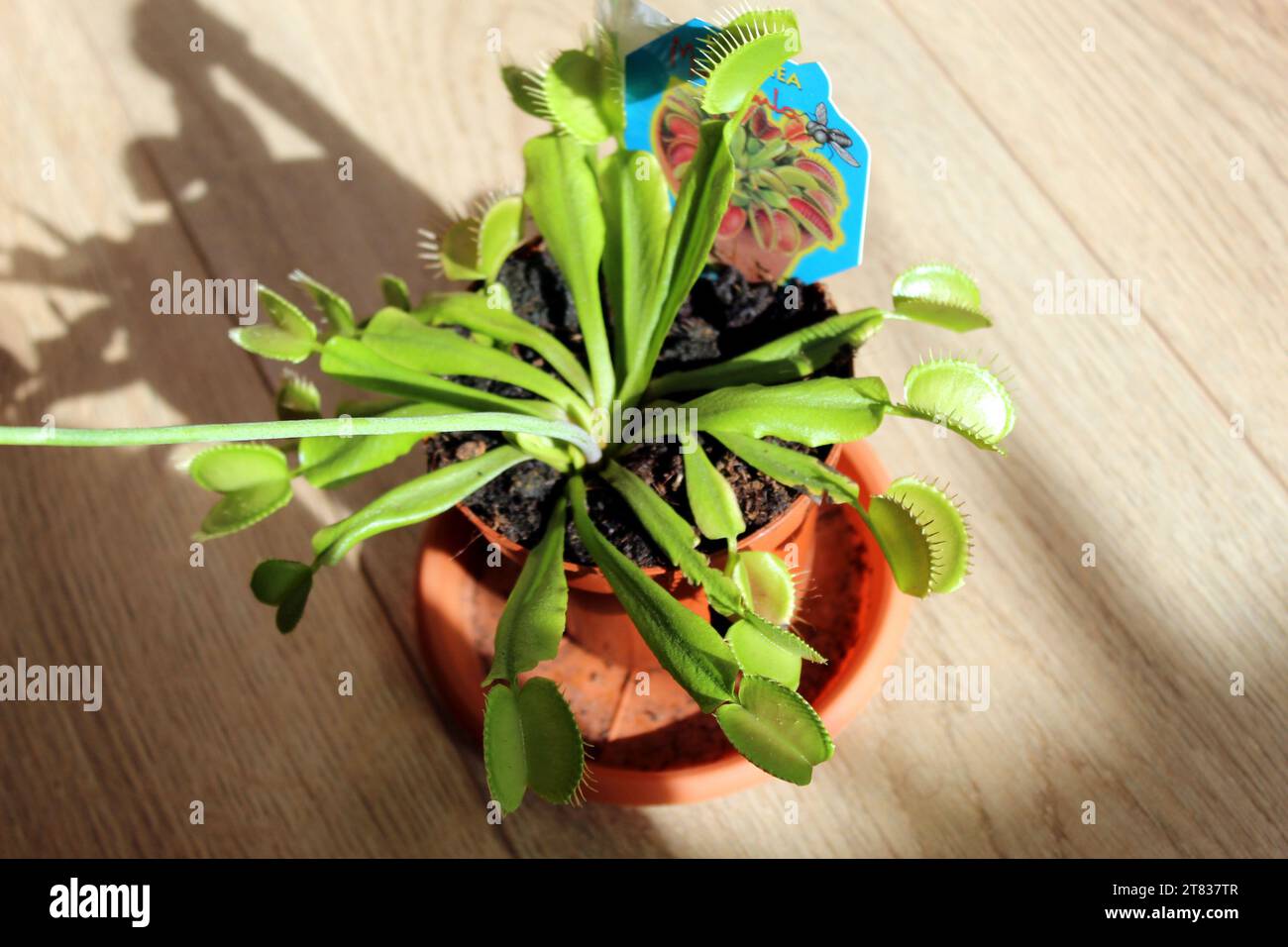 Dionaea Muscipula pianta carnivora in fiore in un vaso Foto Stock