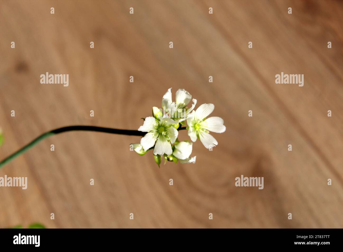 Dionaea Muscipula pianta carnivora fiore bianco Foto Stock