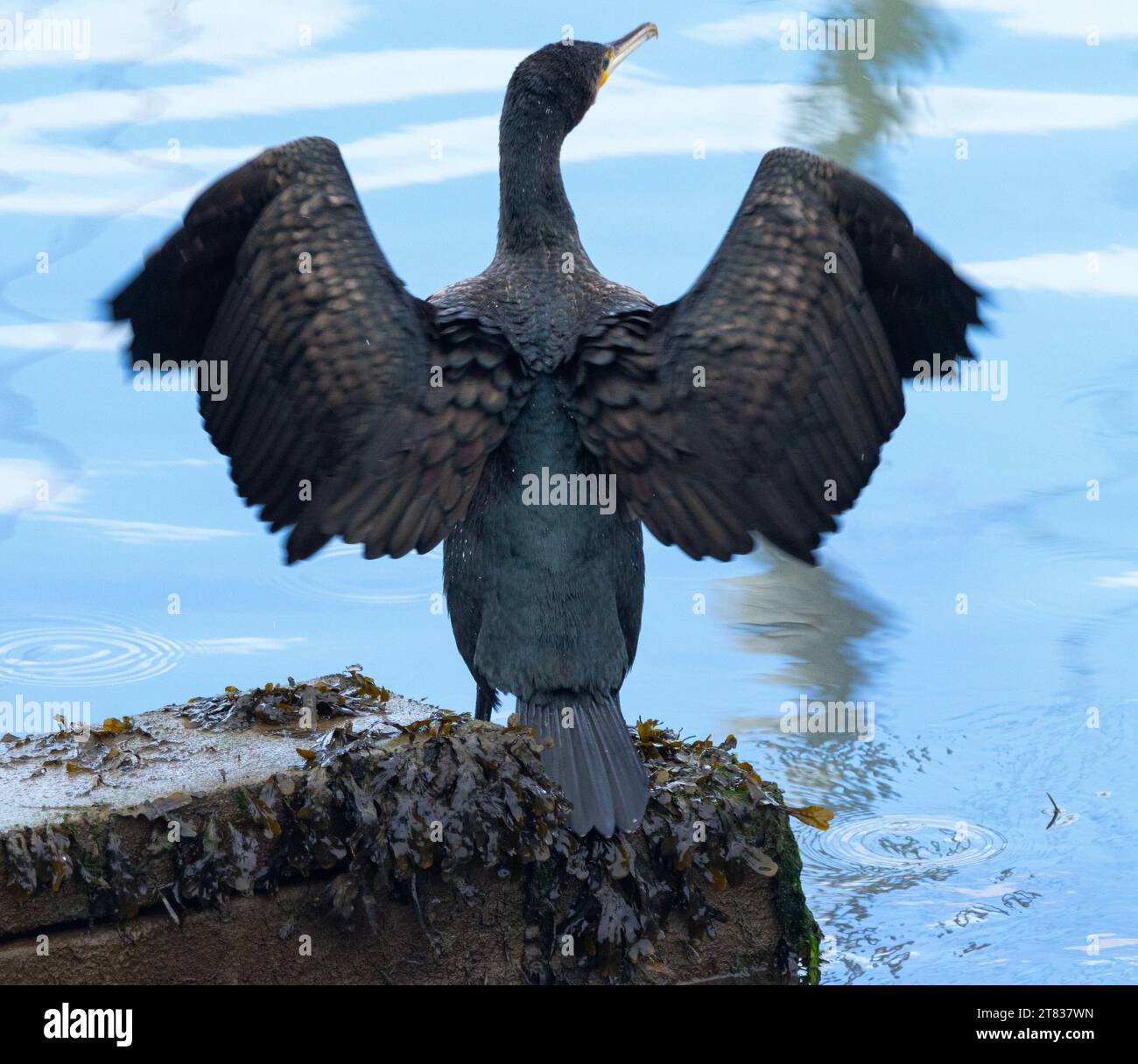 Un Cormorant sbatte le ali prima di decollare per continuare la caccia. Le immersioni in acqua fredda richiedono periodi di essiccazione regolari per evitare ipotermia. Foto Stock