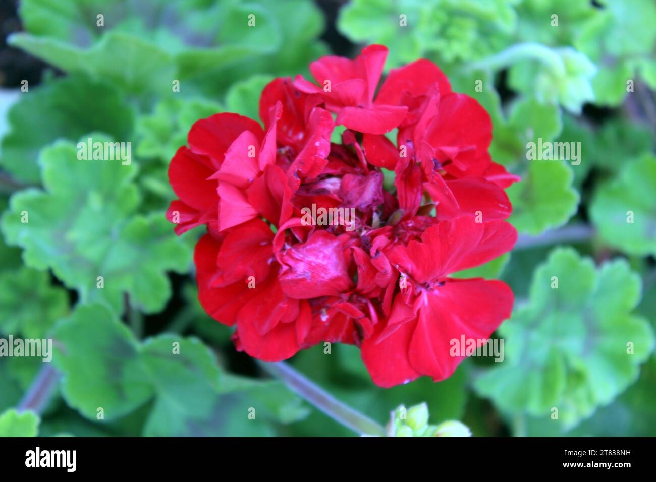 Red Pelargonium zonale noto anche come Horseshoe Geranium Foto Stock