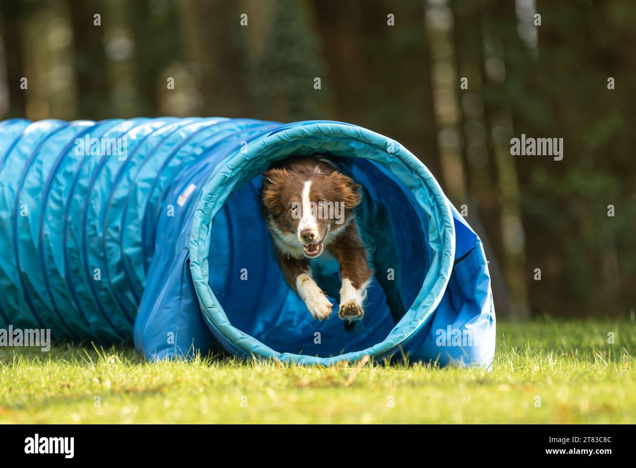 Un veloce cane pastore australiano sta correndo attraverso un tunnel di agilità. Allenamento per una competizione sportiva Foto Stock