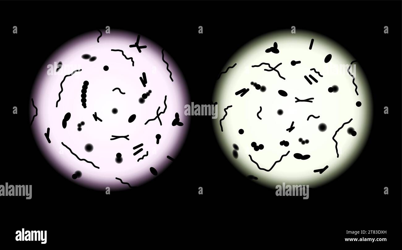 Microscopio umano vista trapianto di cellule probiotiche vettoriali del microscopio microbico umano. Illustrazione del microscopio microscopico. Illustrazione Vettoriale