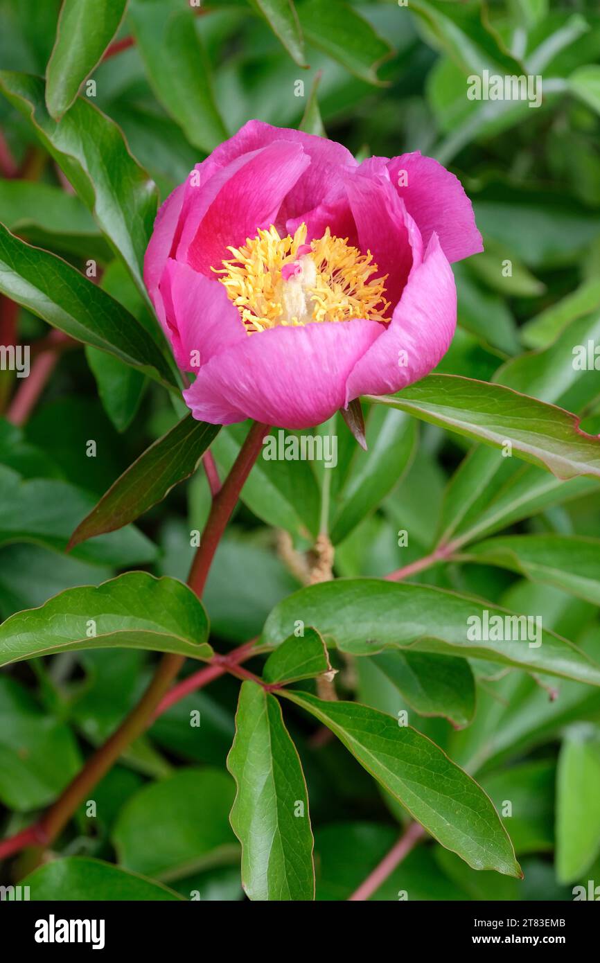 Paeonia officinalis subsp. Umilis, Paeonia paradoxa, Paeonia humilis, fiori rosa brillanti a maggio Foto Stock
