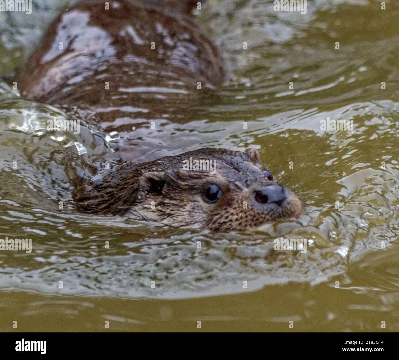 Eurasian Otter (Lutra lutra) nuoto immaturo con testa sopra l'acqua. Foto Stock