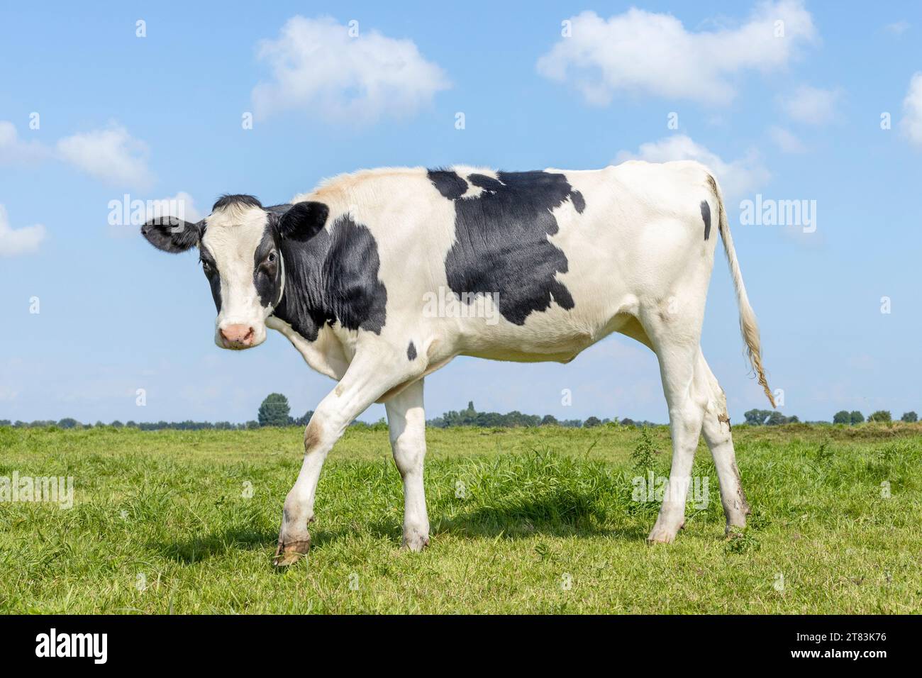 Mucca giocosa di vitello che passa in campo in piedi su erba verde in un prato, pascolo, un cielo blu Foto Stock
