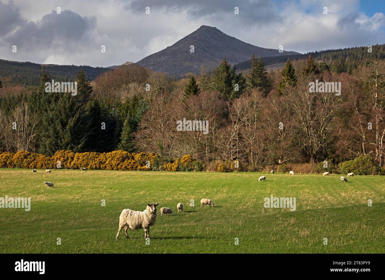 Pecore che pascolano con la montagna di capra caduta sullo sfondo, Arran, North Ayrshire, Scozia, Regno Unito Foto Stock