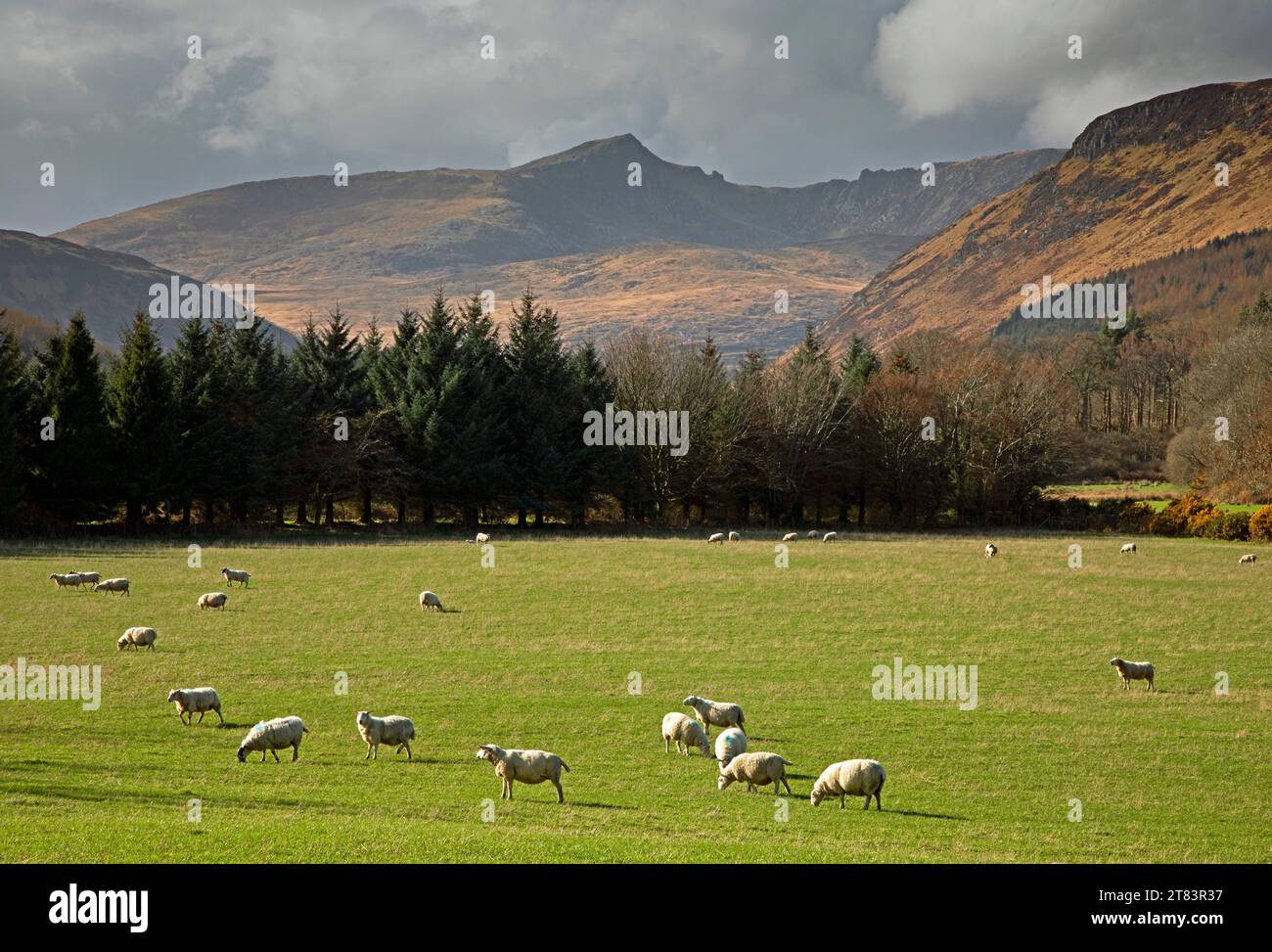Pecora al pascolo con la montagna Cir Mhor corbett sullo sfondo, Isola di Arran, Ayrshire settentrionale. Scozia. REGNO UNITO Foto Stock