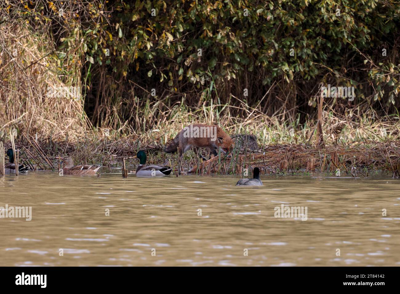 Fox Vulpes x2, pattugliatore in riva al lago come un cane dalla coda bianca e dalla punta cespugliosa e dal cappotto invernale di pelliccia rossa arancione, vista a distanza del paesaggio della parte inferiore bianca Foto Stock