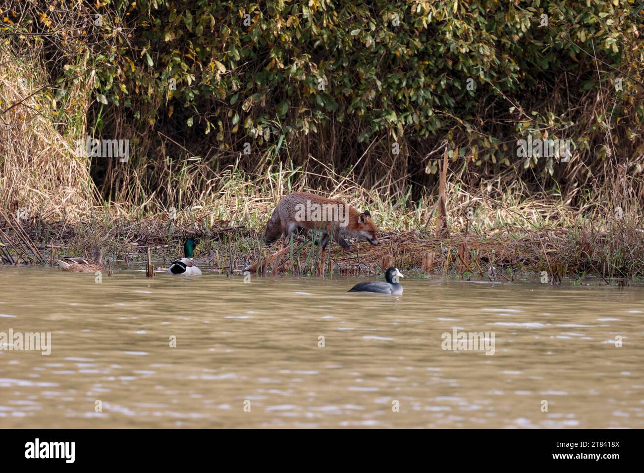 Fox Vulpes x2, pattugliatore in riva al lago come un cane dalla coda bianca e dalla punta cespugliosa e dal cappotto invernale di pelliccia rossa arancione, vista a distanza del paesaggio della parte inferiore bianca Foto Stock