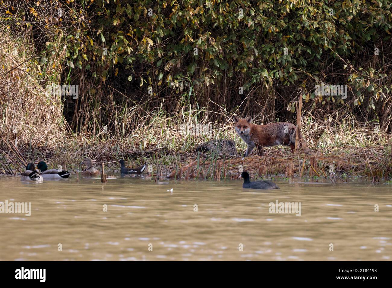 Fox Vulpes x2, pattugliatore in riva al lago come un cane dalla coda bianca e dalla punta cespugliosa e dal cappotto invernale di pelliccia rossa arancione, vista a distanza del paesaggio della parte inferiore bianca Foto Stock