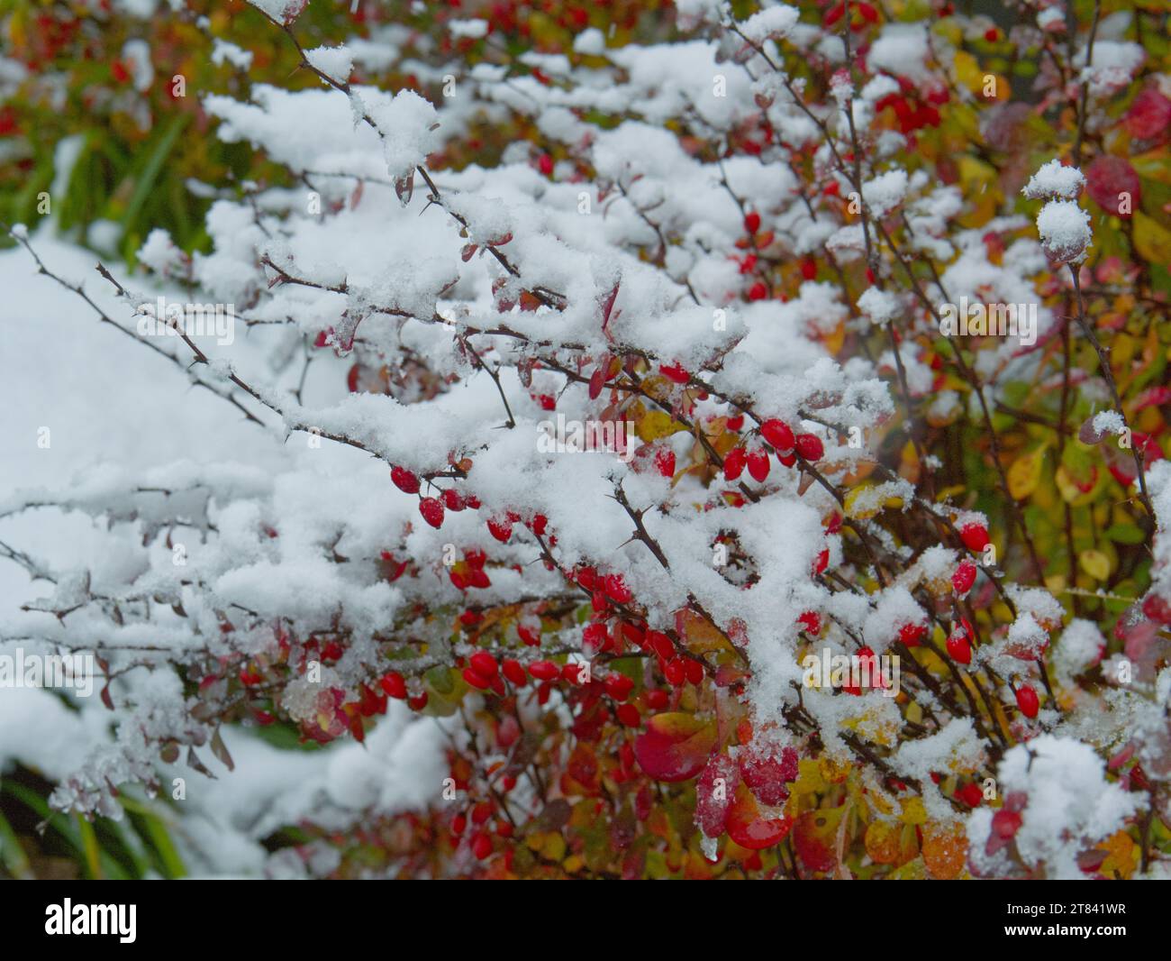 Rami e foglie ricoperte di neve nella foresta invernale Foto Stock