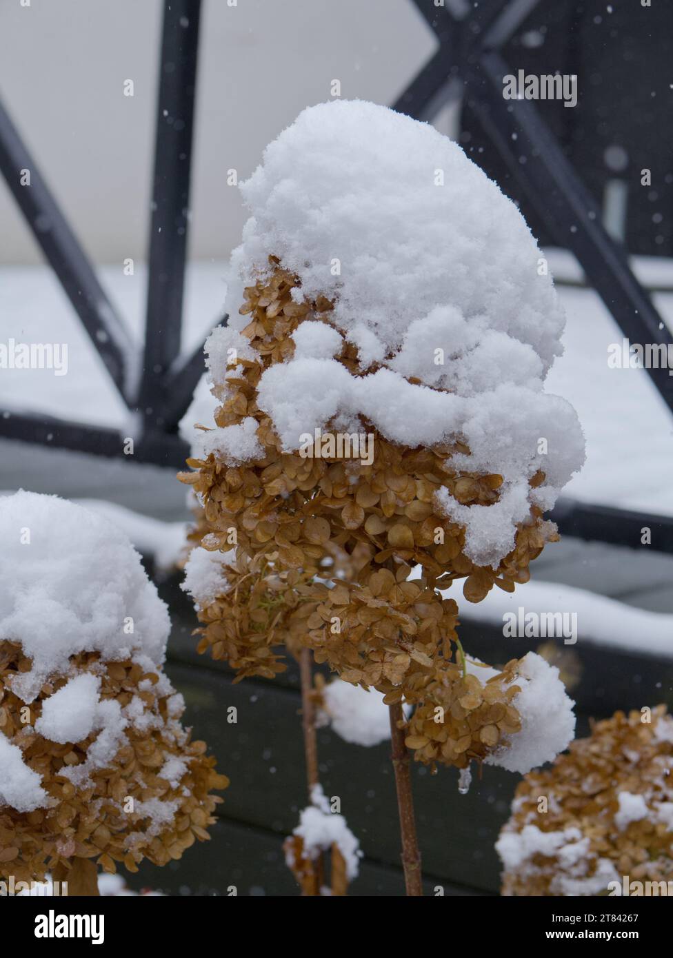 Fiore ricoperto di neve Foto Stock