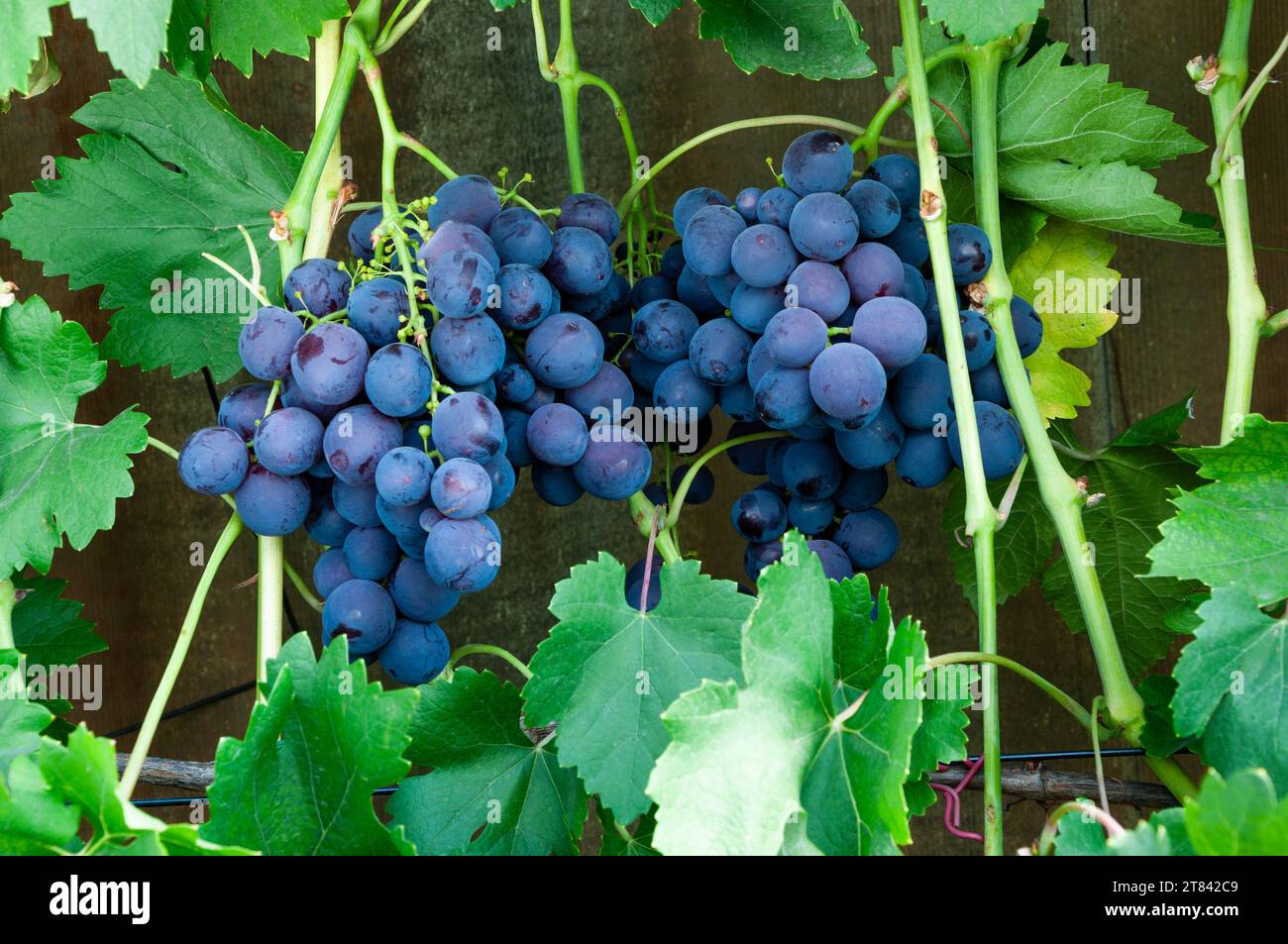 grappoli di uva blu sulla vite giovane Foto Stock