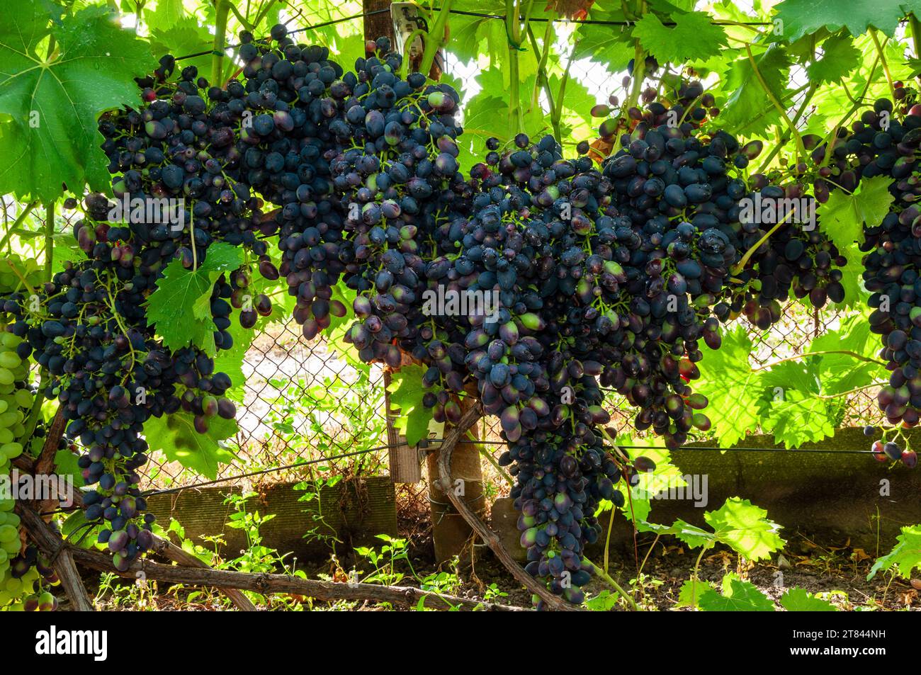 grappoli di uva blu sulla vite giovane Foto Stock