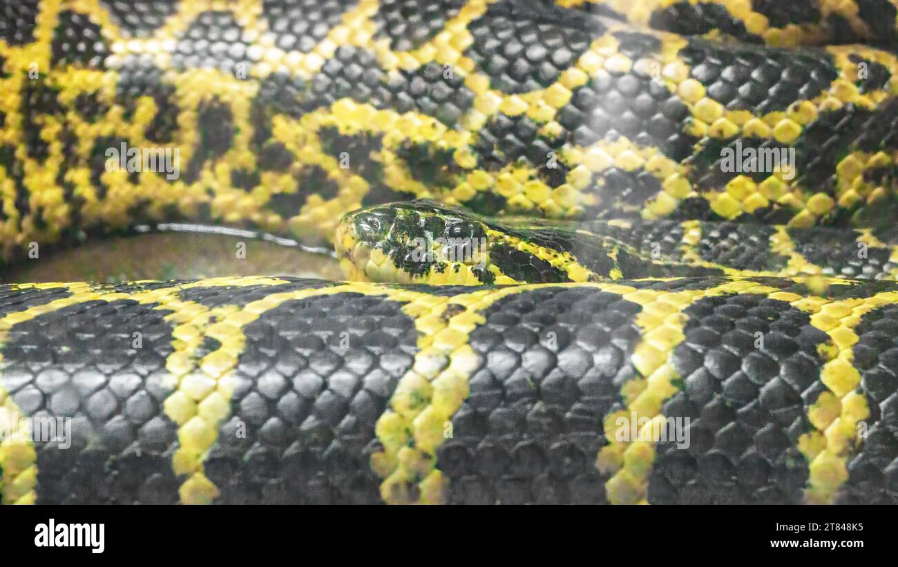 Anaconda paraguaiana nera e gialla, Eunectes notaeus, che riposa da vicino in un terrario. Grande predatore di serpenti in natura. Foto Stock