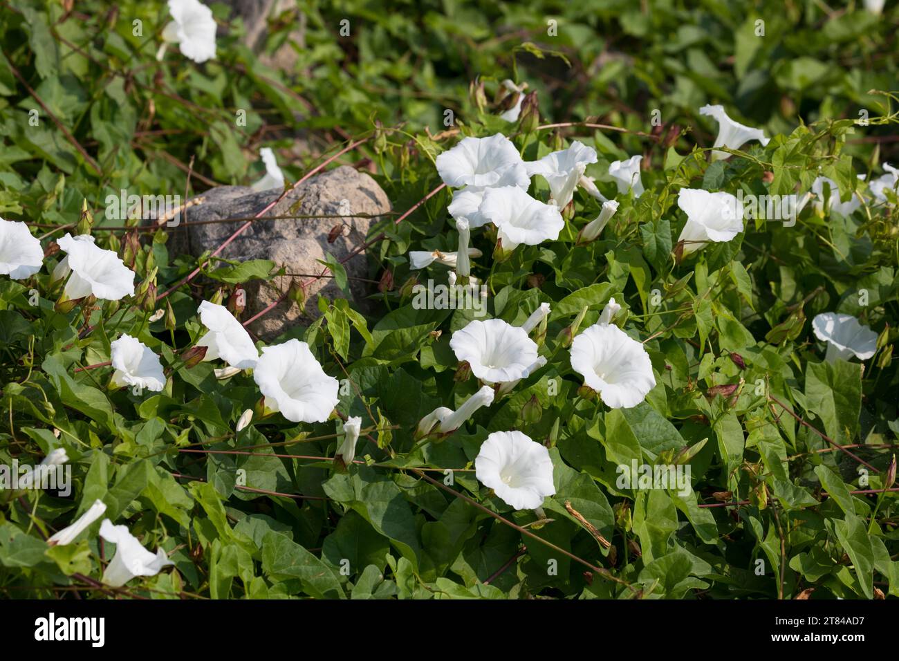 Zaunwinde, Gewöhnliche Zaunwinde, echte Zaunwinde, Zaun-Winde, Calystegia sepium, hedge Bindweed, Bindweed, Rutland Beauty, Bugle Vine, Heavenly trump Foto Stock