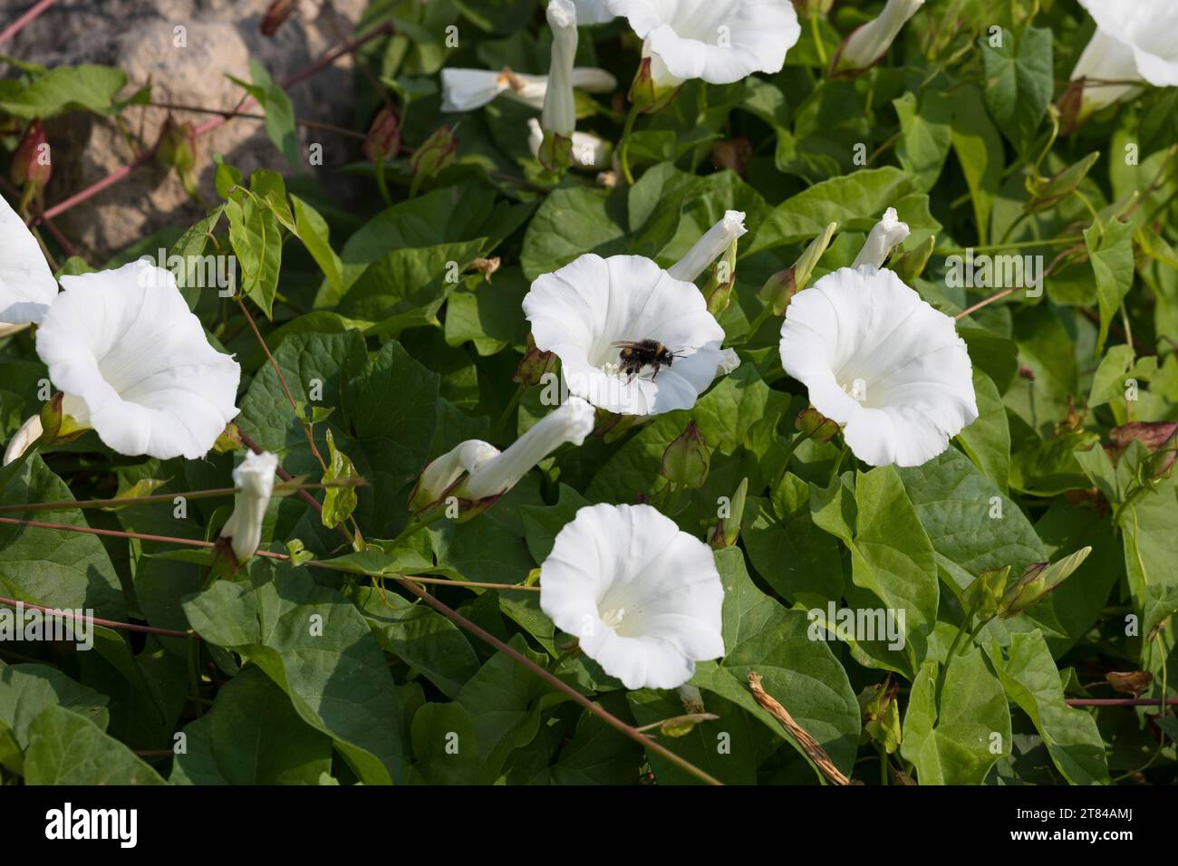 Zaunwinde, Gewöhnliche Zaunwinde, echte Zaunwinde, Zaun-Winde, Calystegia sepium, hedge Bindweed, Bindweed, Rutland Beauty, Bugle Vine, Heavenly trump Foto Stock