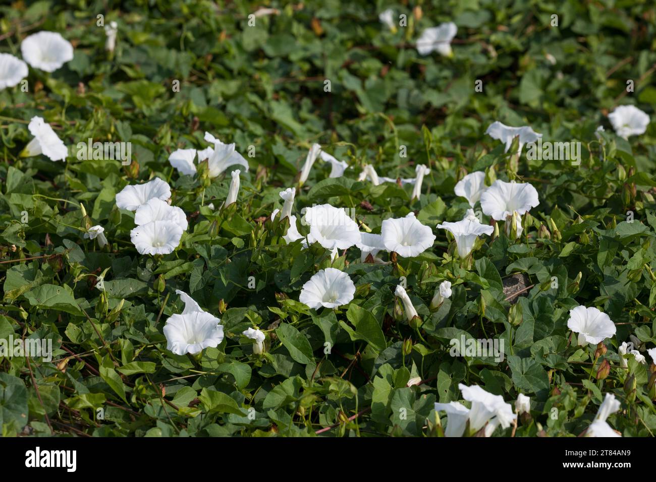 Zaunwinde, Gewöhnliche Zaunwinde, echte Zaunwinde, Zaun-Winde, Calystegia sepium, hedge Bindweed, Bindweed, Rutland Beauty, Bugle Vine, Heavenly trump Foto Stock
