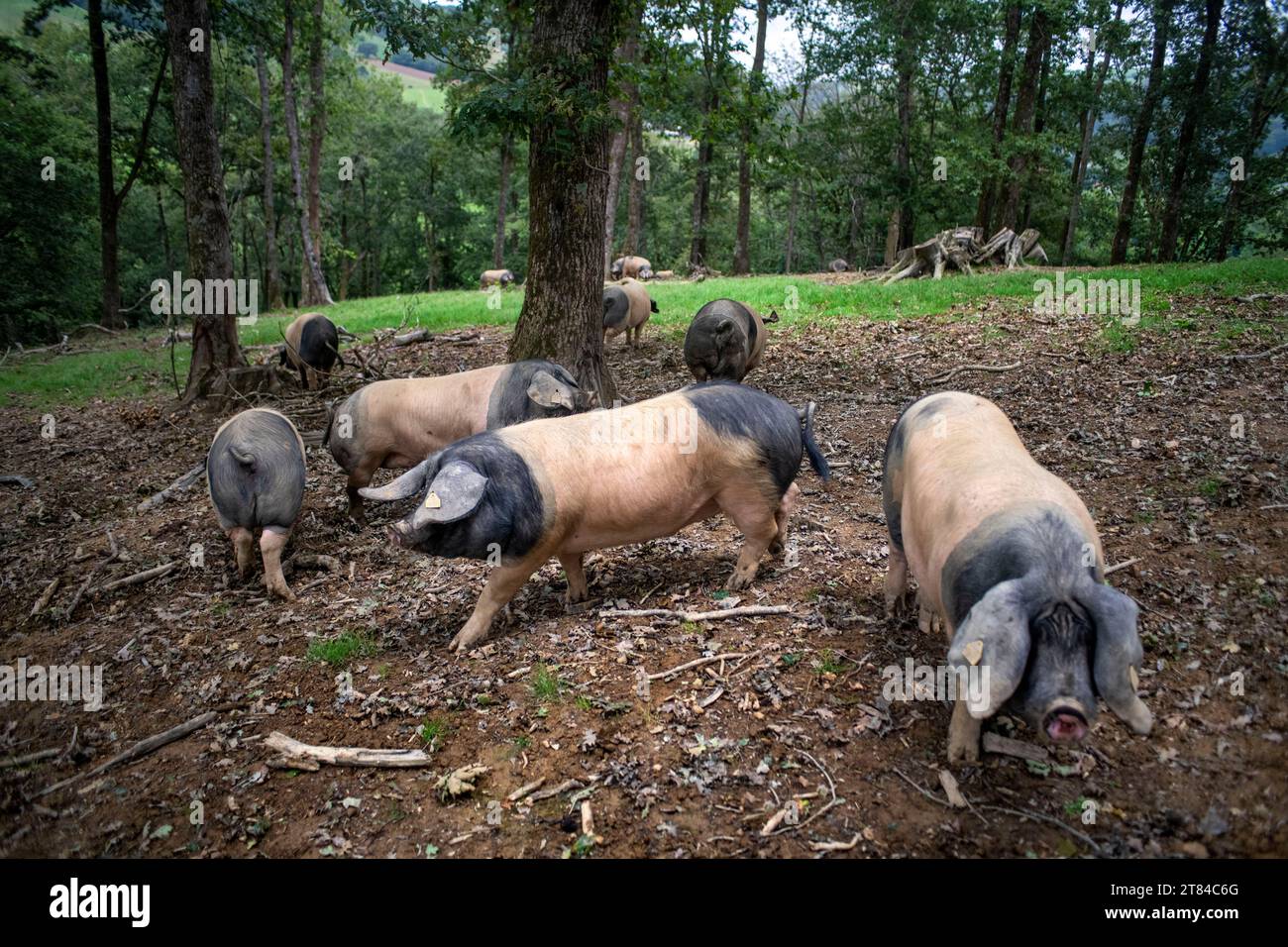 Francia, Pirenei Atlantici, Paesi Baschi, valle Aldudes, Uronako Borda allevamento di suini neri baschi per la produzione di prosciutto Kintoa AOC, joung Foto Stock