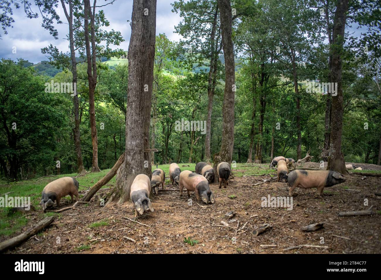 Francia, Pirenei Atlantici, Paesi Baschi, valle Aldudes, Uronako Borda allevamento di suini neri baschi per la produzione di prosciutto Kintoa AOC, joung Foto Stock