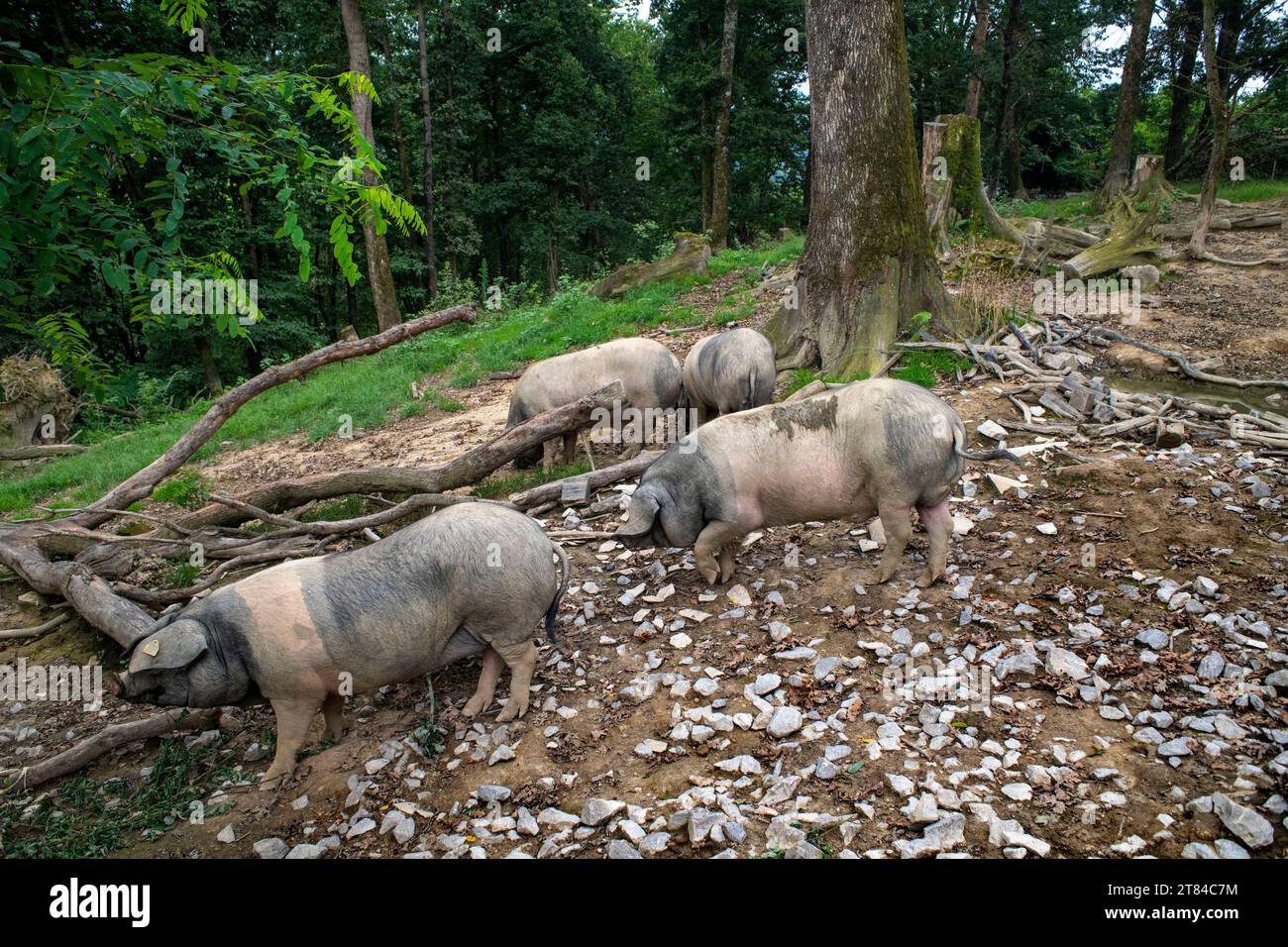 Francia, Pirenei Atlantici, Paesi Baschi, valle Aldudes, Uronako Borda allevamento di suini neri baschi per la produzione di prosciutto Kintoa AOC, joung Foto Stock