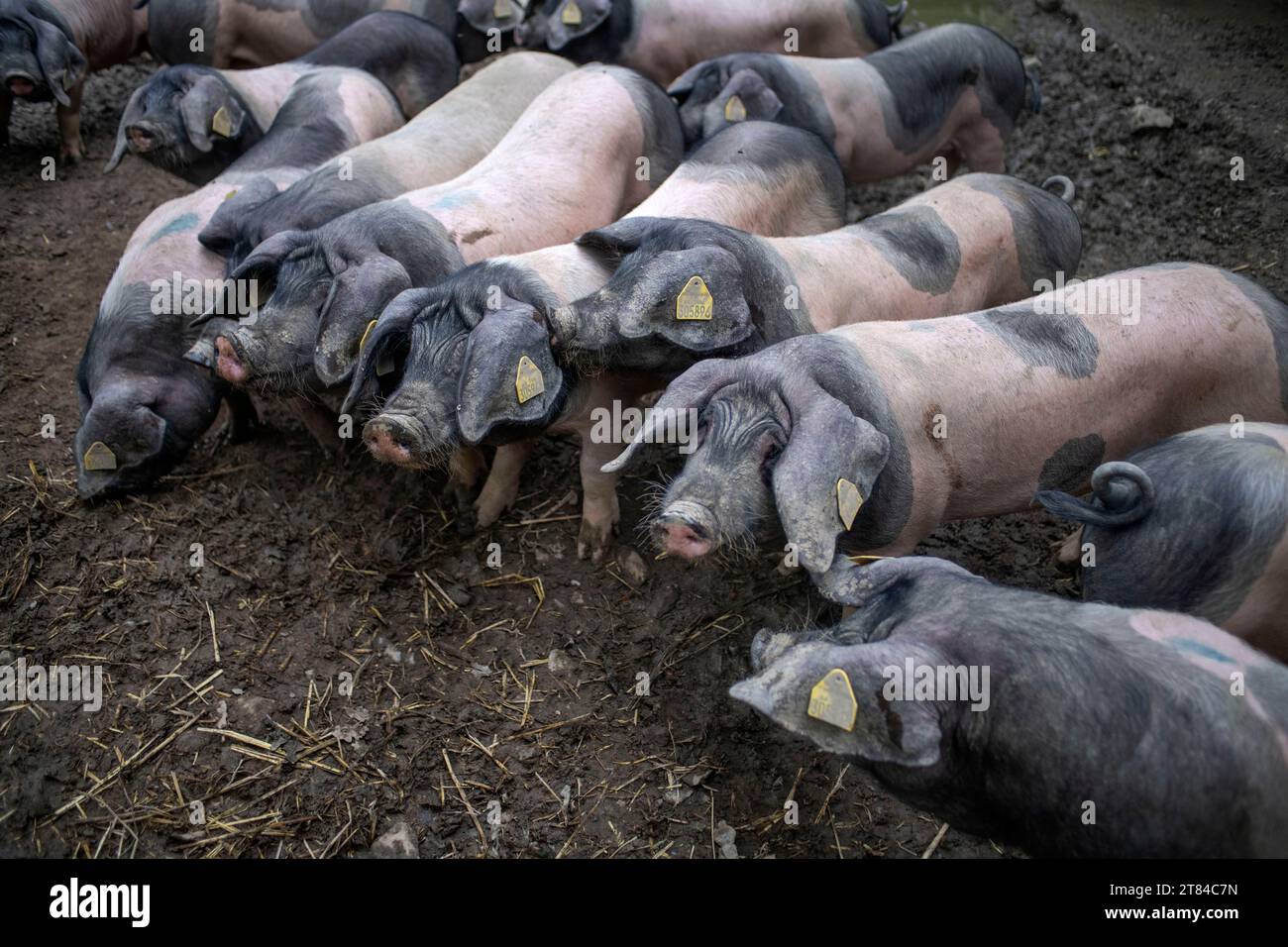 Francia, Pirenei Atlantici, Paesi Baschi, valle Aldudes, Uronako Borda allevamento di suini neri baschi per la produzione di prosciutto Kintoa AOC, joung Foto Stock