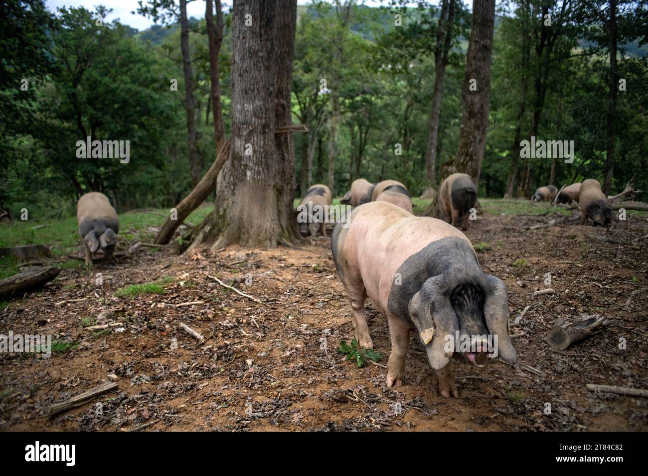 Francia, Pirenei Atlantici, Paesi Baschi, valle Aldudes, Uronako Borda allevamento di suini neri baschi per la produzione di prosciutto Kintoa AOC, joung Foto Stock