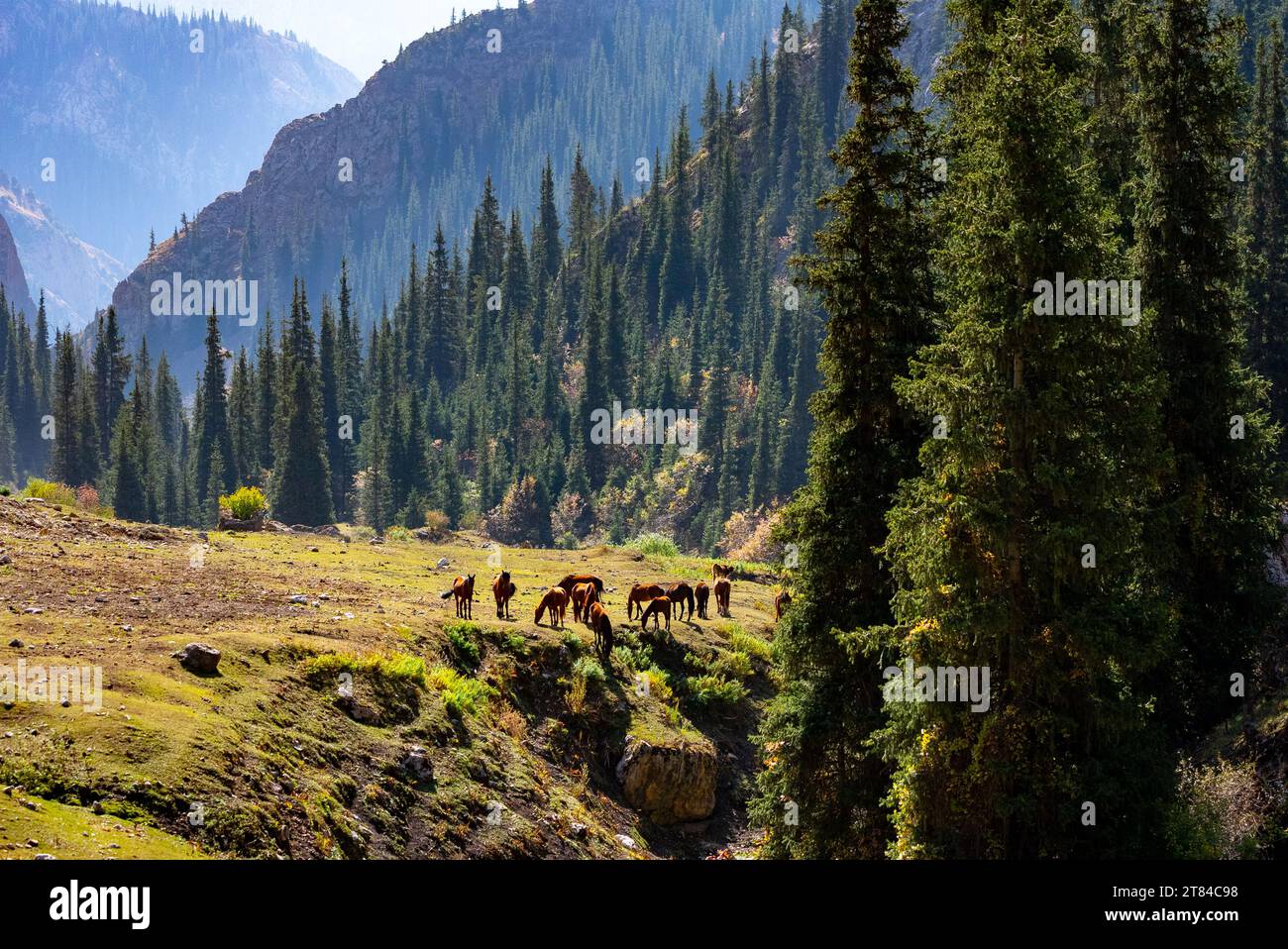 Paesaggio montuoso in Kirghizistan Foto Stock