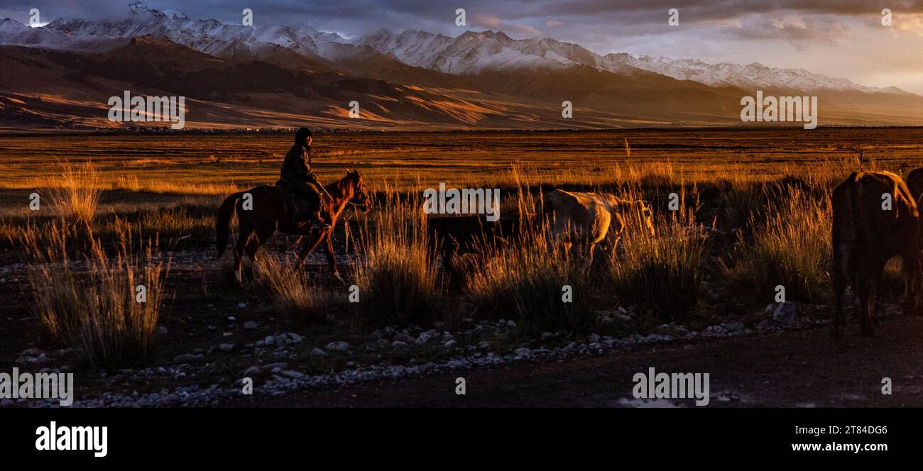 Bestiame che si radunano sull'altopiano del Kirghizistan al tramonto Foto Stock