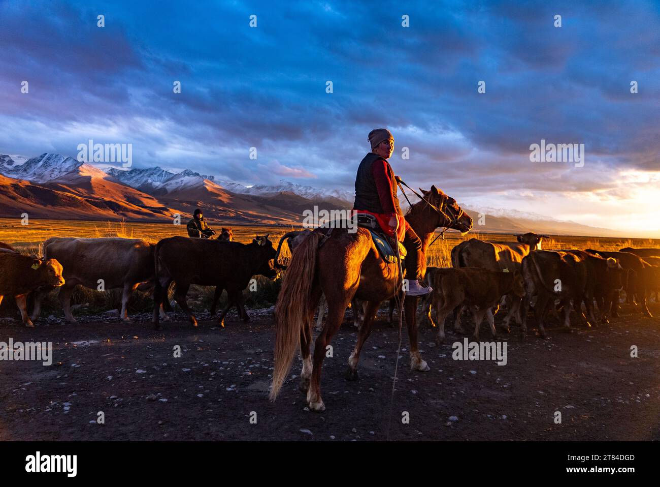 Bestiame che si radunano sull'altopiano del Kirghizistan al tramonto Foto Stock