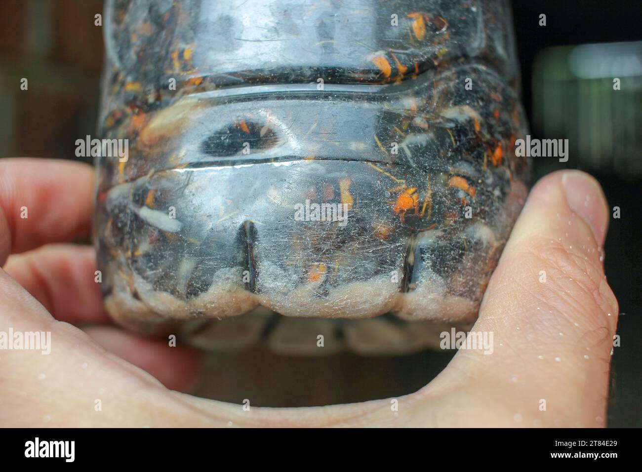 guardando alcuni calabroni asiatici morti che si sono sentiti nella mia trappola Foto Stock