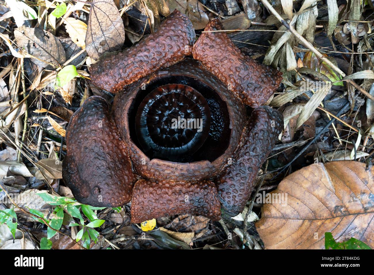 Il gigante tropicale marcio Rafflesia è conosciuto anche come fiore di cadavere Foto Stock