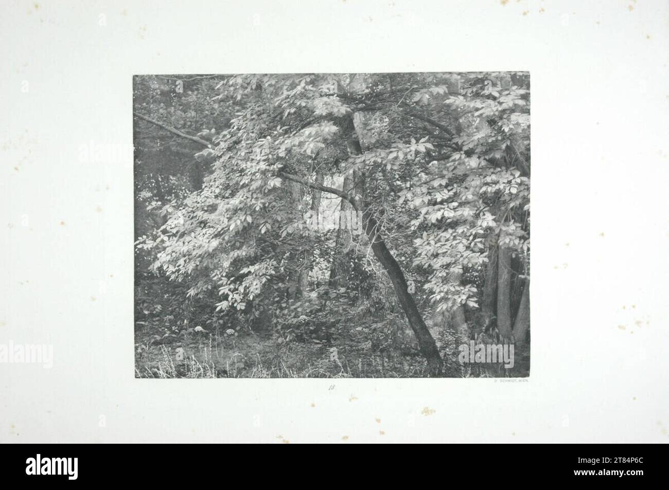 Studio otto Schmidt Foreground. Eliogravure, parzialmente affilato prima del 1893 Foto Stock