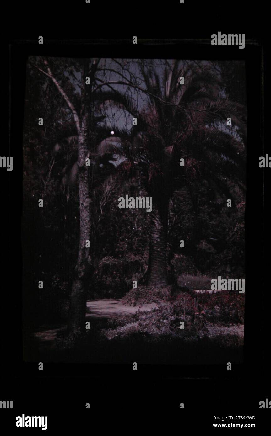 Arthur von Hübl Park con palme, forse parco a Como. Autochrome, senza vetro protettivo 1908-1914 , 1908/1914 Foto Stock