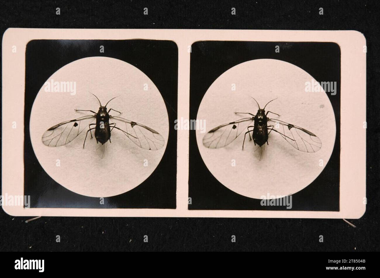Romanus Schmehlik Lattles, scala 10: 1. Silbergelatinpapier / Stereoformat 1912 , 1912 Foto Stock