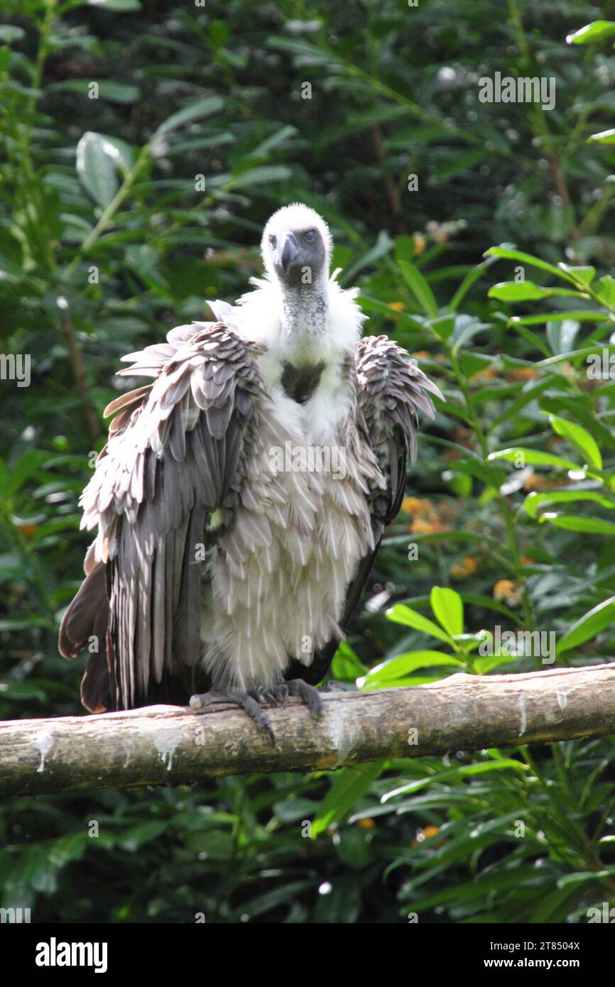 Il grifone (Gyps fulvus) è un grande vecchio mondo in vulture il rapace famiglia Accipitridae Foto Stock