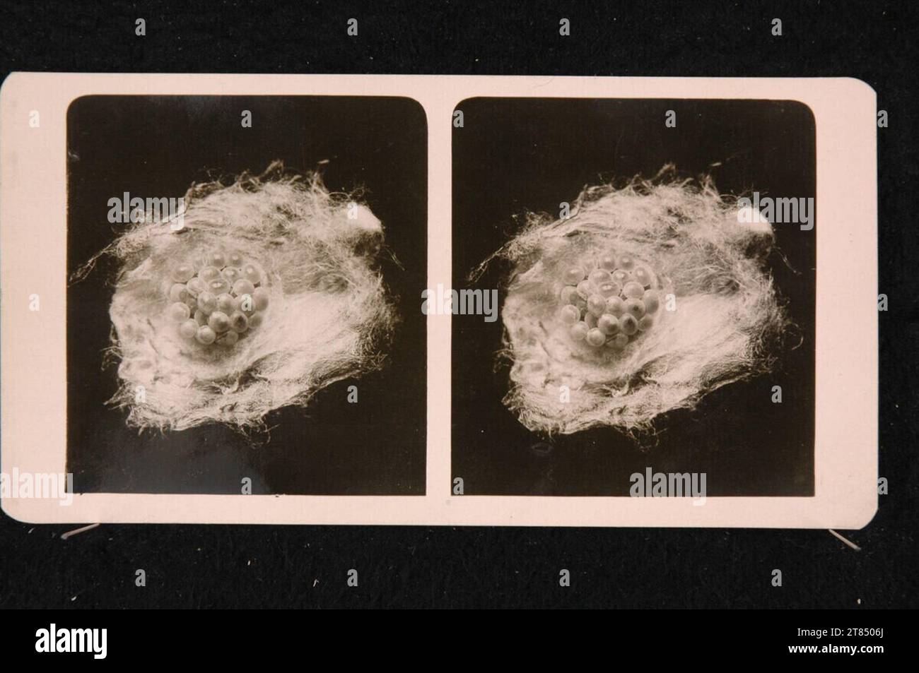 Romanus Schmehlik Spider's Nest, scala 10: 1. Silbergelatinpapier / Stereoformat 1912 , 1912 Foto Stock