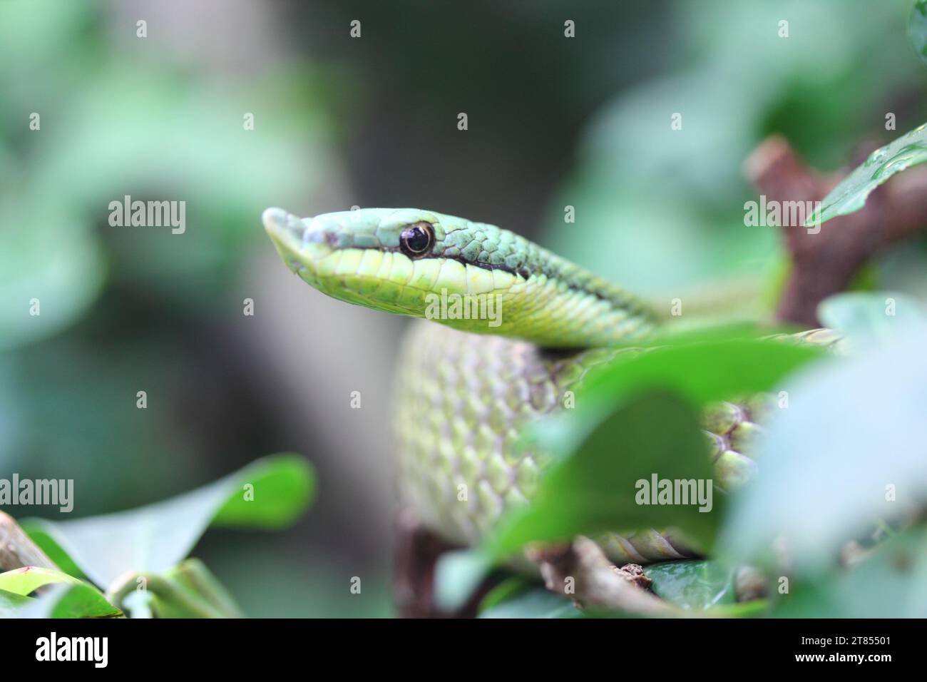 Philodryas baroni, il race verde di Baron, è una specie di serpente leggermente velenoso della famiglia Colubridae. La specie è endemica del Sud Am Foto Stock