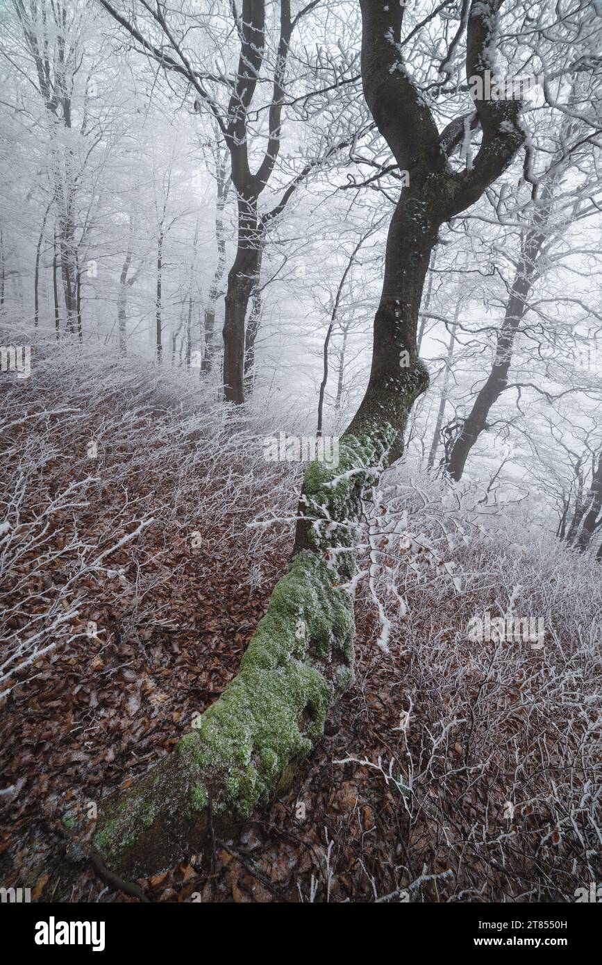 Paesaggio invernale con nebbia nella foresta. Hoarfrost su alberi e cespugli. Bellezza nella natura Foto Stock