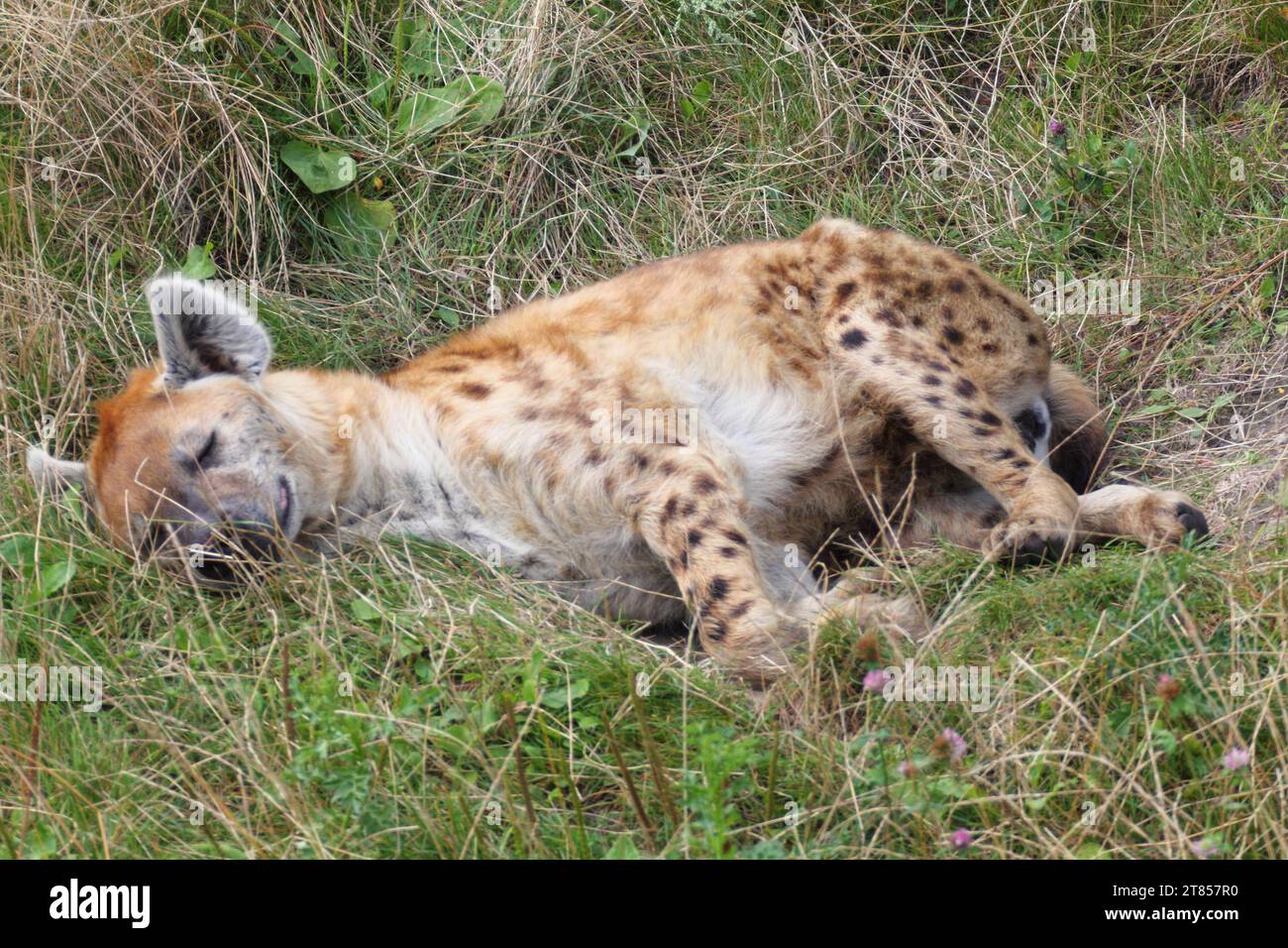 Gli Hyenas (Hyaenidae) sono una famiglia di mammiferi dell'ordine dei predatori (Carnivora) Foto Stock
