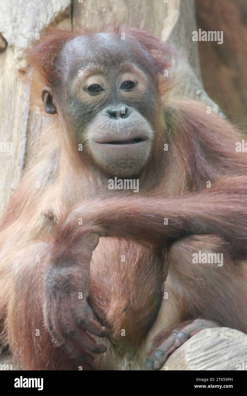 Gli oranghi (anche chiamati orang-utan, orangutang, o orang-utang) sono tre specie esistenti di grandi scimmie originarie dell'Indonesia e della Malesia Foto Stock