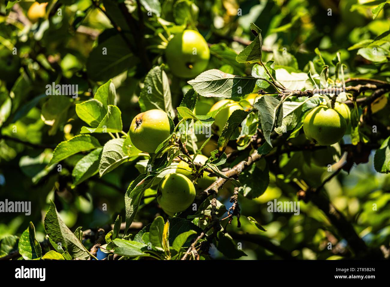 Obstbaum an einem Obstbaum wachsen Grüne Äpfel. Moutier, Schweiz, 22.07.2023 *** albero da frutto le mele verdi crescono su un albero da frutto Moutier, Svizzera, 22 07 2023 credito: Imago/Alamy Live News Foto Stock