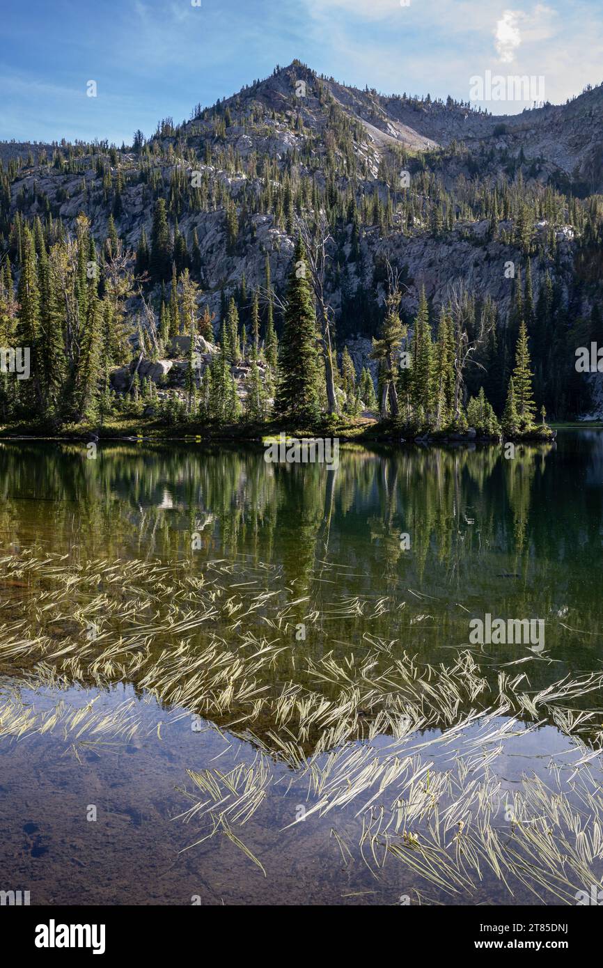 OR02783-00...OREGON -erbacce acquatiche nel lago Laverty nell'Eagle Cap Wilderness; Wallowa-Whitman National Forest. Foto Stock