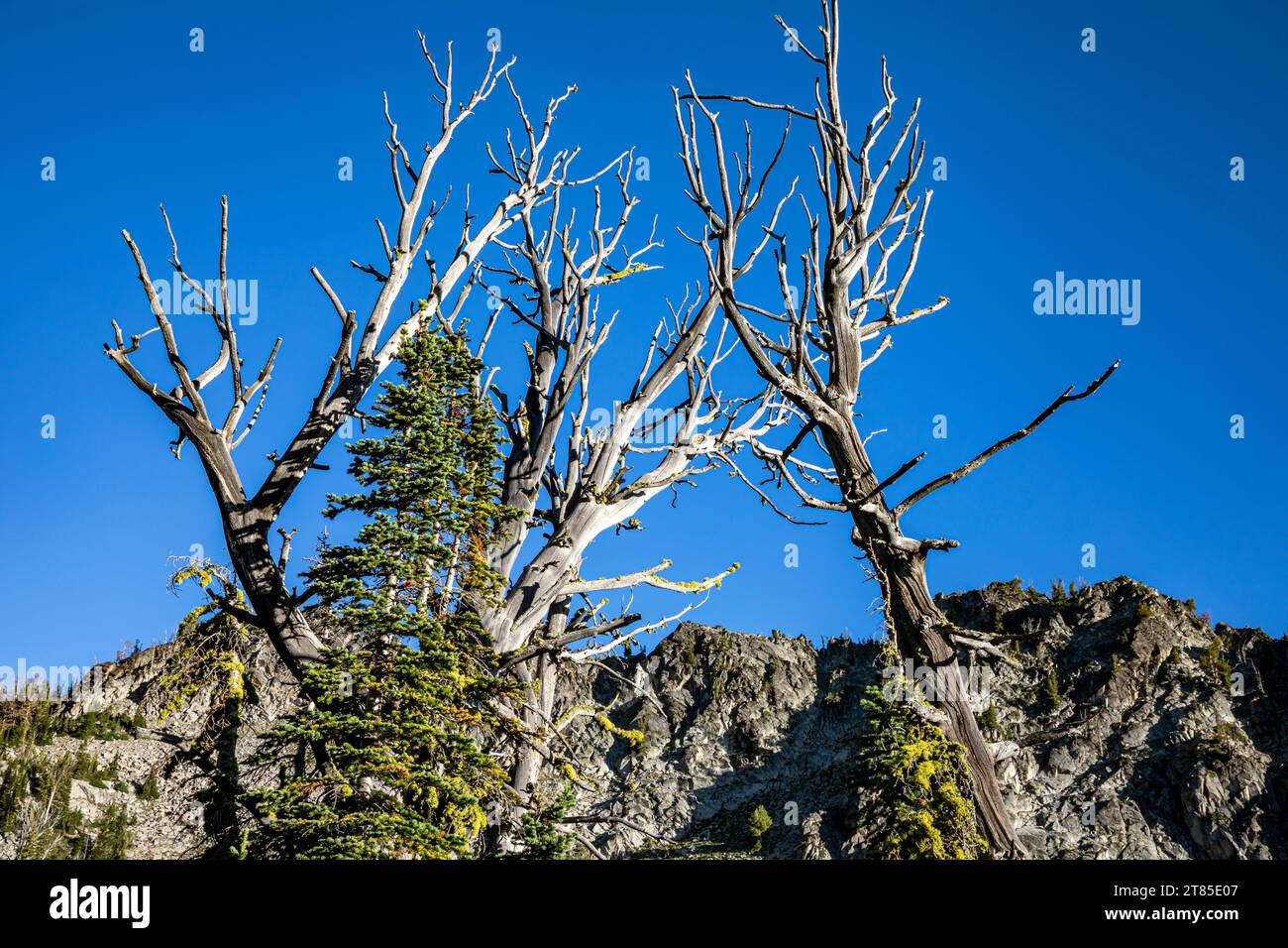 OR02786-00...OREGON - complessi schemi ramificati di alberi morti e viventi presso il lago Lower Laverty, nella Eagle Cap Wilderness. Foto Stock
