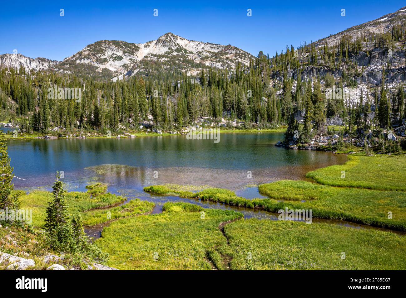 OR02791-00...OREGON - prato paludoso sulle rive del lago Moccasin, nell'area del lago Basin, nella Eagle Cap Wilderness. Foto Stock